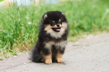 Sokakta Koyu sevimli köpek Spitz.
