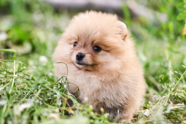 Sokakta Sevimli köpek krem Pomeranian. 