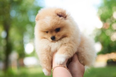 Sevimli köpek krem pomeranian elinde.