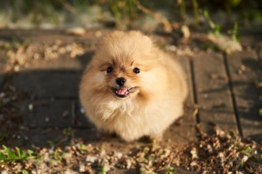 Sokakta Sevimli köpek krem Pomeranian. 