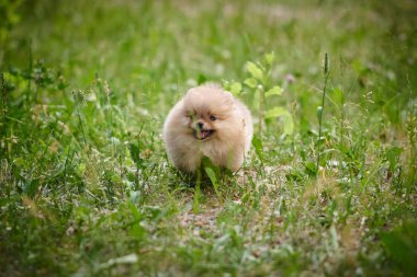 Pomeranian yavru sokakta oynuyor