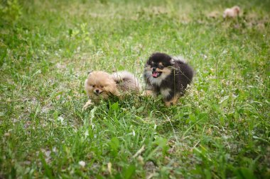 Pomeranian yavru sokakta oynuyor