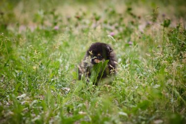 Pomeranian yavru sokakta oynuyor