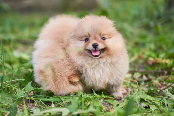 Cute puppy krem Pomorski na ulicy z jego językiem wychodzić. — Zdjęcie stockowe