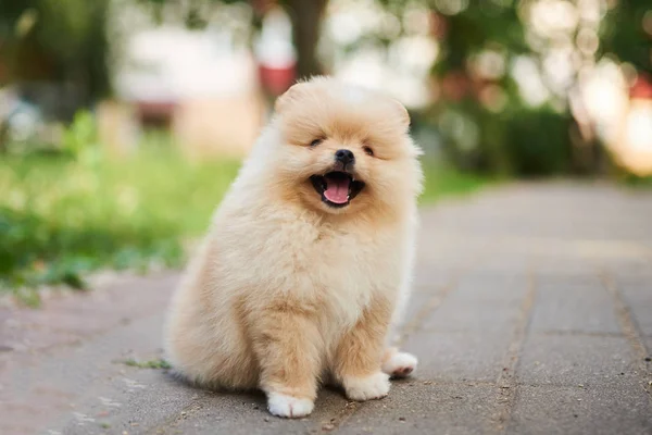 Söt valp grädde Pomeranian på gatan med tungan hängande ut. — Stockfoto