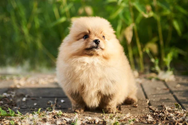 Linda crema de cachorro Pomeranian en la calle . —  Fotos de Stock