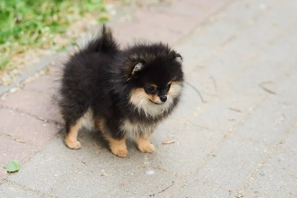 Dark cute cucciolo Spitz per strada . — Foto Stock