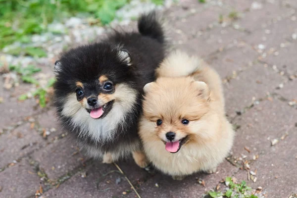 Dos cachorros Spitz, oscuro y crema, jugando en la calle . — Foto de Stock