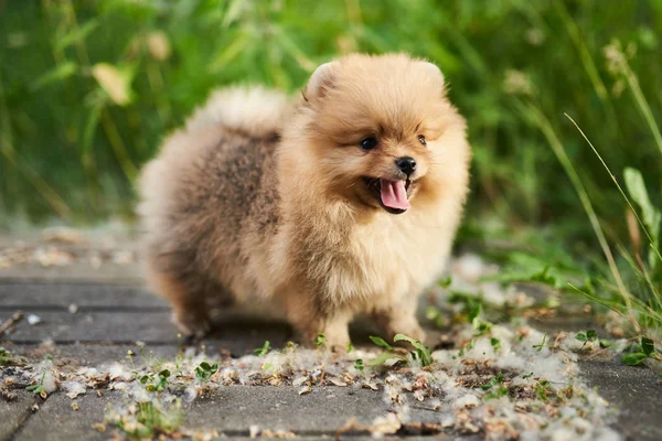 Sokakta Sevimli köpek krem Pomeranian. — Stok fotoğraf