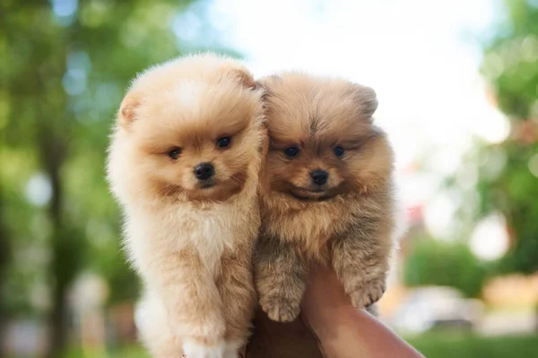 Twee pups van de Spitz crème bij de hand. — Stockfoto
