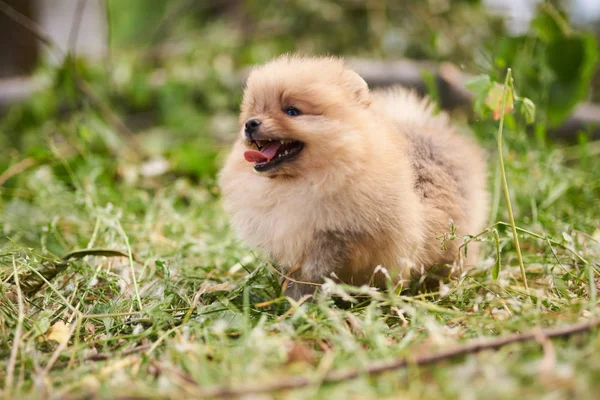 Bonito cachorro creme Pomeranian na rua com a língua pendurada para fora . — Fotografia de Stock