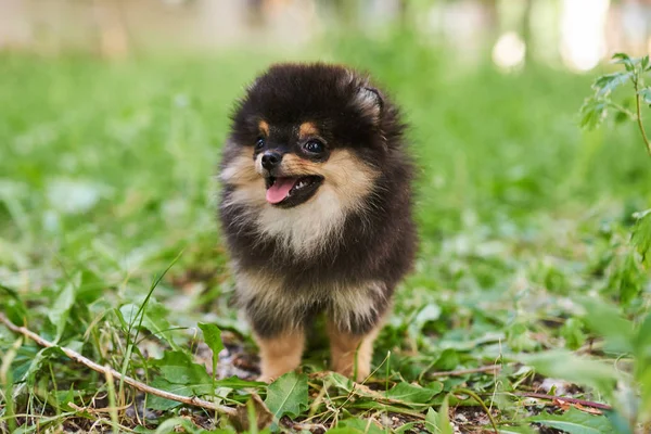 Donkere schattige puppy Spitz op straat. — Stockfoto