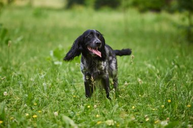 Rus avı Spaniel dilini dışarı sopayla çimenlerde