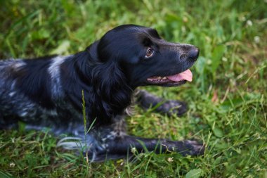 Rus avı Spaniel çimenlerin üzerinde yatarken, dil dışarı