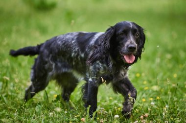 Rus av Spaniel, dil dışarı, çim üzerinde çalışan