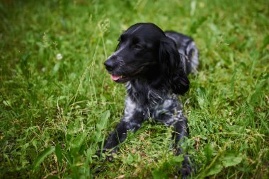 Rus avcılık Spaniel siyah ve gri çim üzerinde yatıyor