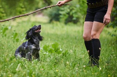 Tutku ile Rus avcılık Spaniel kız uzanır sopa, bakar