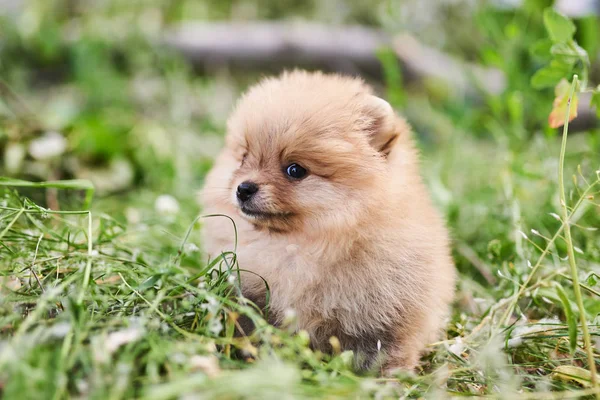 Creme de cachorro bonito Pomeranian na rua . — Fotografia de Stock
