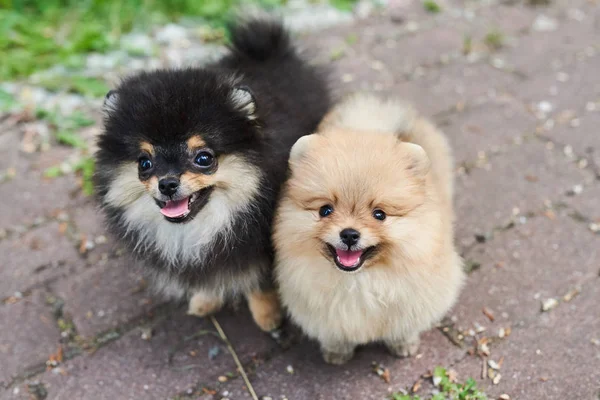 Twee pups Spitz, donker en crème, spelen in de straat. — Stockfoto