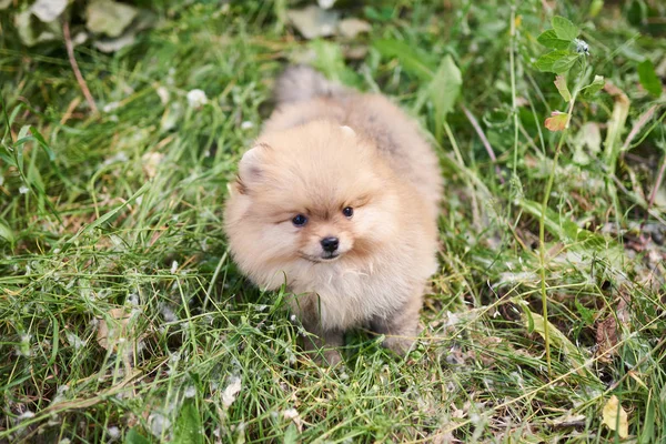 Cute puppy cream Pomeranian on the street. — Stock Photo, Image