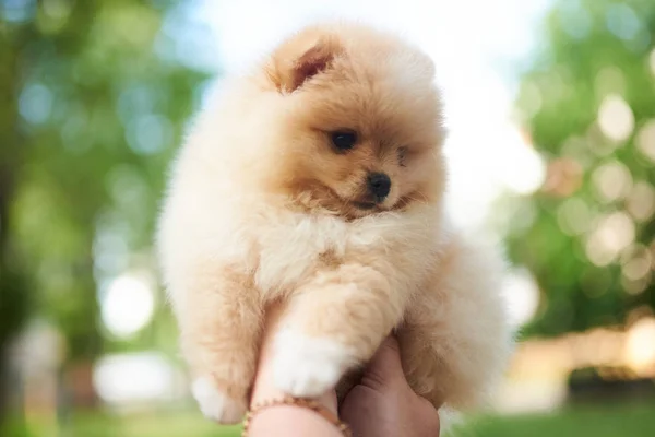 Schattige puppy Cream Pommeren bij de hand. — Stockfoto