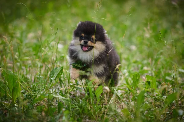 Pomerania cachorros jugando en la calle — Foto de Stock