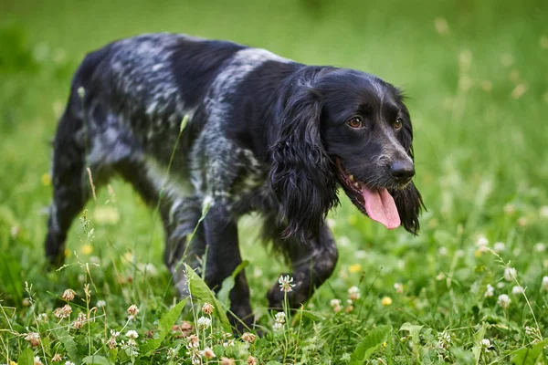 Caza rusa Spaniel negro y gris, lengua que sobresale y la cabeza hacia abajo, caminando sobre la hierba — Foto de Stock