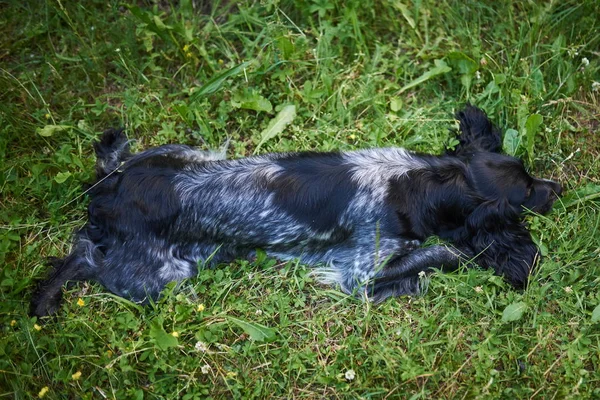 Ruský lov Španěl leží na trávě a šíří si tlapy a uši. — Stock fotografie