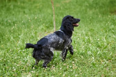 Rus av Spaniel, dil dışarı, çim üzerinde çalışan