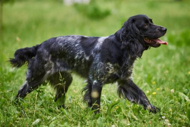 Rus av Spaniel, dil dışarı, çim üzerinde çalışan