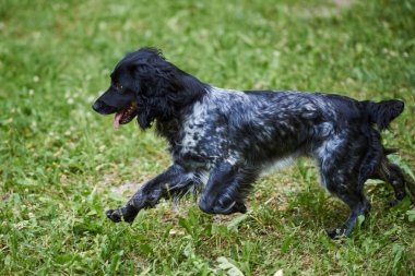 Rus avcılık Spaniel siyah ve gri, dil dışarı yapışmasını, çim üzerinde çalışan