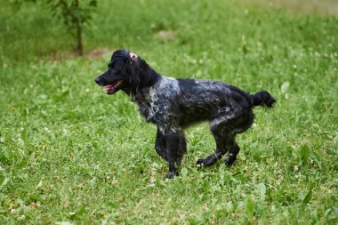 Komik kulakları ile Rus avcılık Spaniel çalışan yayıldı
