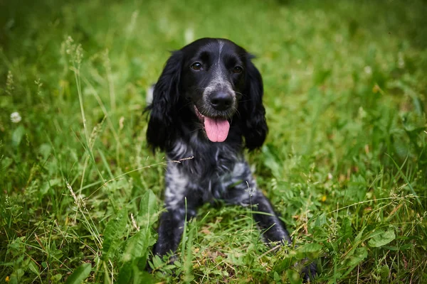 Portret rosyjskiego polowania spaniel — Zdjęcie stockowe