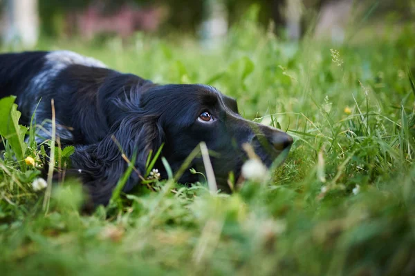 Russischer Jagdspaniel schwarz und grau, Portrait — Stockfoto