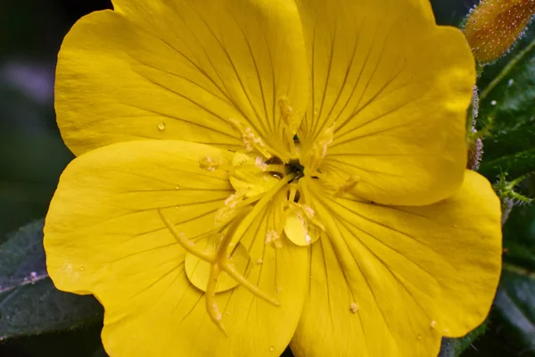 Belle fleur jaune avec des gouttes, macro de haute qualité — Photo