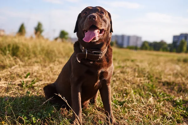 Labrador cor marrom, língua saliente, sentado na grama — Fotografia de Stock