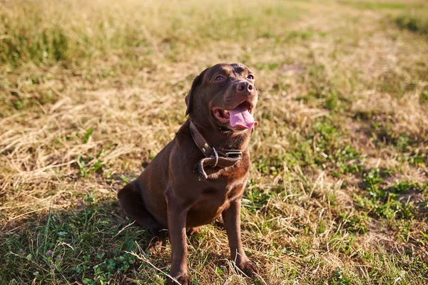 Labrador bruine kleur, uitsteekt zijn tong, zittend op het gras en omhoog kijken — Stockfoto