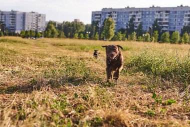 Labrador kahverengi renk ve sevimli köpek Labrador siyah renk, dilini dışarı yapışmasını, çim üzerinde çalışan