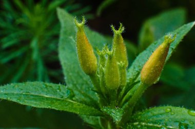 Çiy damlalarında açılmamış çiçek tomurcukları, makro yüksek kaliteli