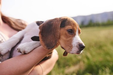 Adam elinde Beagle köpek yavrusu