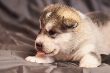 Bir dil dışarı yapışmasını ile sevimli bir Malamute köpek yavrusu Portresi