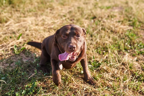 Labrador bruine kleur, tong steken, zittend op het gras — Stockfoto