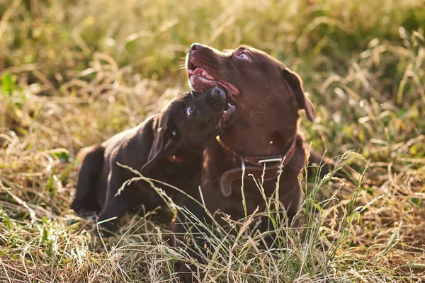 Labrador per adulti e simpatico cucciolo Labrador giocherellare, sdraiato sull'erba — Foto Stock