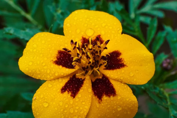 Fleur jaune Bourgogne en gouttes, macro haute qualité — Photo