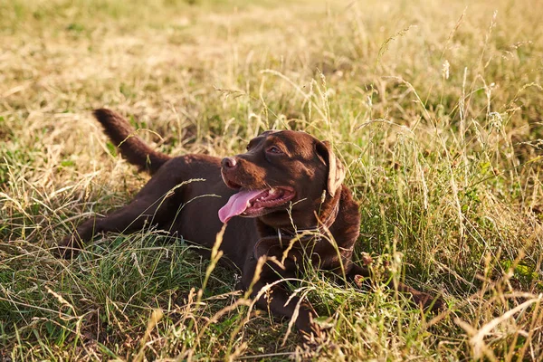Labrador bruine kleur, steekt zijn tong, liggend op het gras en op zoek weg — Stockfoto