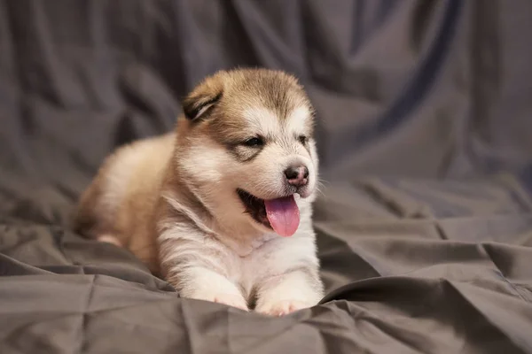 Cute Malamute szczeniak leży, język wystaje, na szarym tle — Zdjęcie stockowe