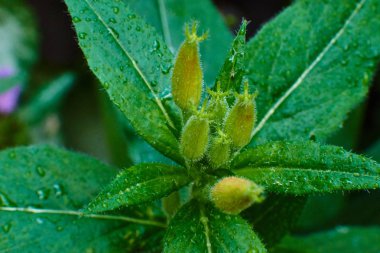 Çiy damlalarında açılmamış çiçek tomurcukları, makro yüksek kaliteli