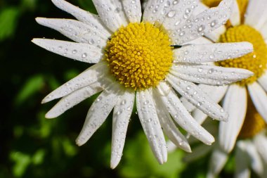 Çiy damla papatya çiçek, makro yüksek kalite