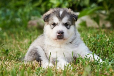 Sevimli tombul köpek Malamute çim üzerinde yalan