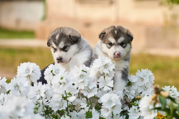 Manis Malamute anak anjing di antara bunga putih di tempat tidur bunga — Stok Foto